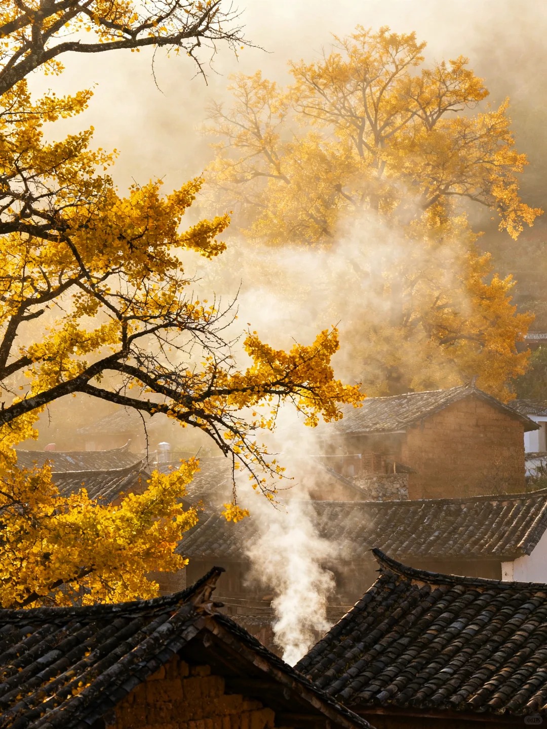 云南腾冲银杏村｜坠入金色童话世界✨_8_晚和风_云南-来自52tours 我爱旅游网